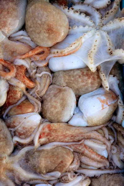 Cephalopods doku, birçok renkli ahtapot — Stok fotoğraf