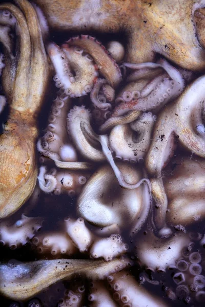 Textura dos cefalópodes, muitos polvo colorido — Fotografia de Stock