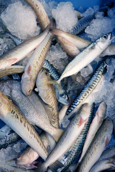 Medelhavet varierad fånga fisk på isen — Stockfoto