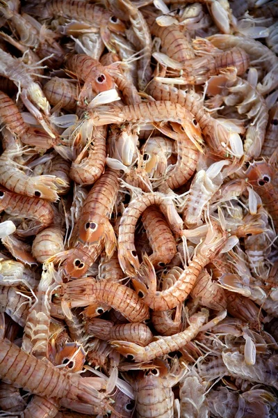 Mediterranean sea crustacean Squilla mantis — Stock Photo, Image