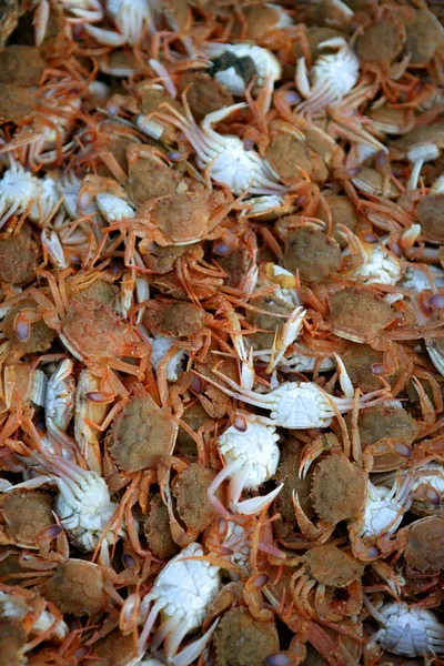 Crabe de Méditerranée, motif texture — Photo