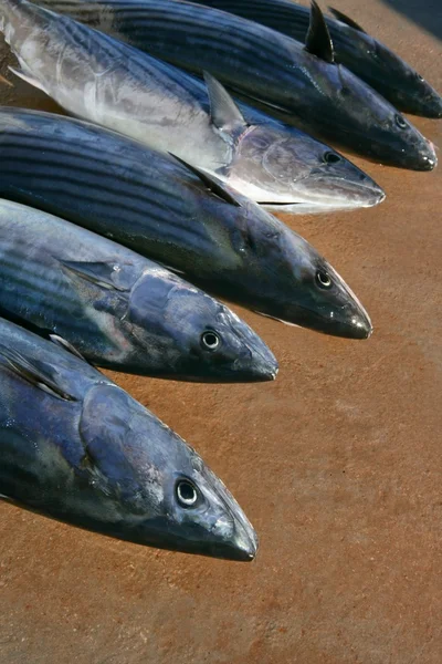 Bonito, Csíkoshasú tonhal, sarda sarda egy sorban — Stock Fotó
