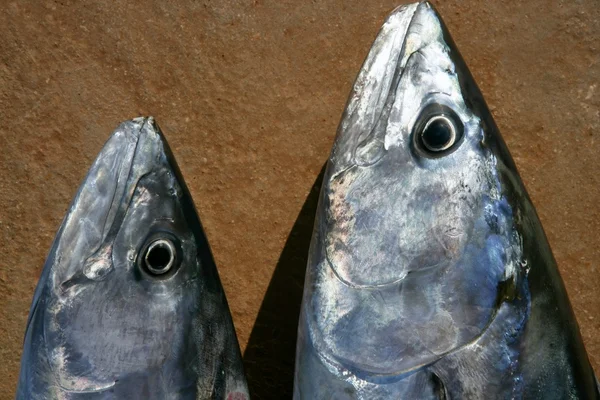 Bonito atún, Sarda Sarda, primer plano macro retrato — Foto de Stock