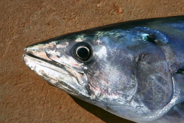 Bonito tuna, Sarda Sarda, close up portrait macro — Stock Photo, Image