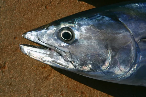 Bonito atún, Sarda Sarda, primer plano macro retrato — Foto de Stock