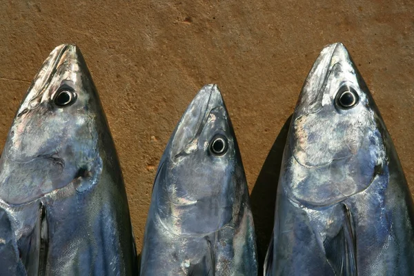 Bonito, skipjack tuna, Sarda Sarda in a row — Stock Photo, Image