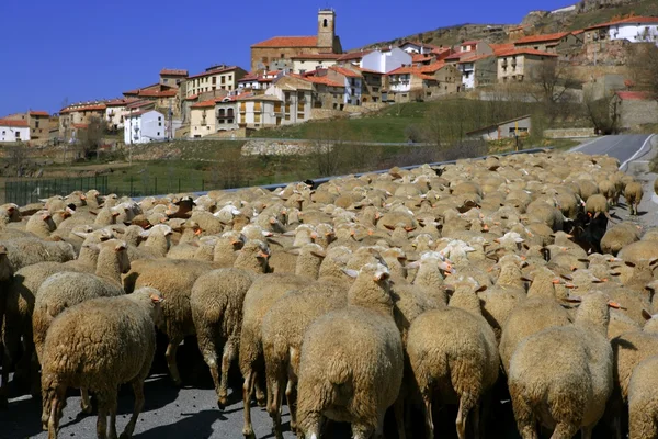 Sürüyü kuzu, koyun, gut flock İspanyol Köyü — Stok fotoğraf