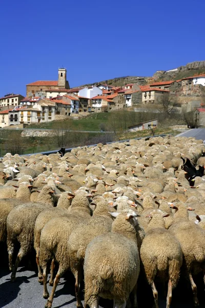 양고기, 양 떼, 통풍 무리 스페인 마을 — 스톡 사진