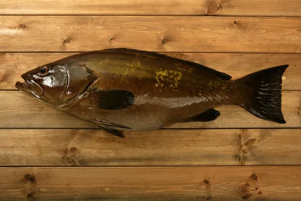 Frutti di mare di pesce cernia, cattura di pesca sul legno — Foto Stock