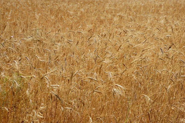 Zlaté žluté pšenice obilné plodiny pole textura — Stock fotografie