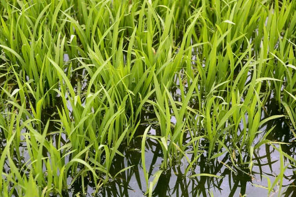 Green rice plants in irrigation spring fields — Stock Photo, Image