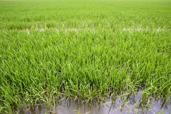 Plantas de arroz verde em campos de primavera de irrigação — Fotografia de Stock