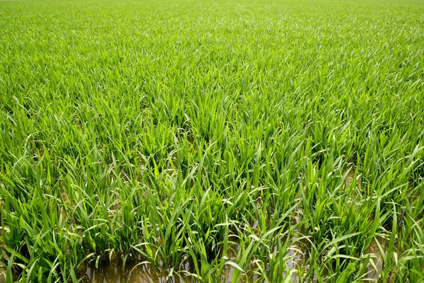 Piante di riso verde nei campi di irrigazione primaverili — Foto Stock