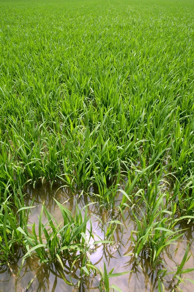 Πεδία άνοιξη πράσινο ρύζι φυτά στην άρδευση — Φωτογραφία Αρχείου