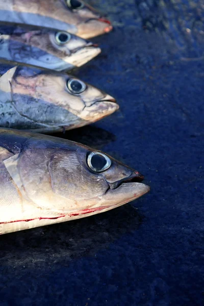 Blodiga Albacora sport fiskare fångst — Stockfoto