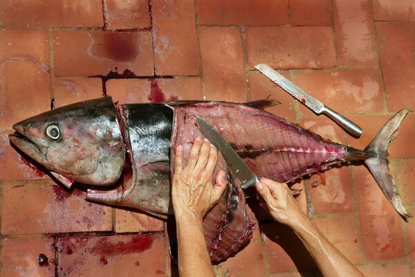 Bloody Mediterranean tuna fish preparation