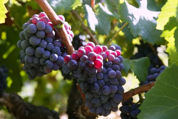 Černý červených hroznů pro výrobu vína ve Španělsku — Stock fotografie