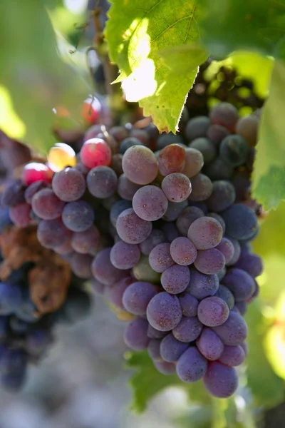 Schwarz rote Trauben für die Weinproduktion in Spanien — Stockfoto