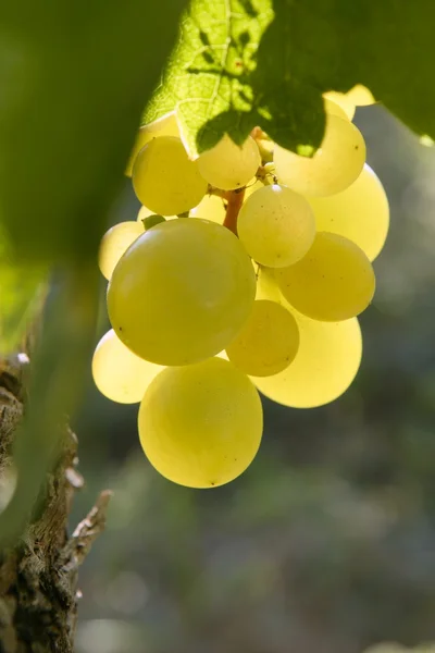 Delicious yellow autumn grape fruit — Stock Photo, Image