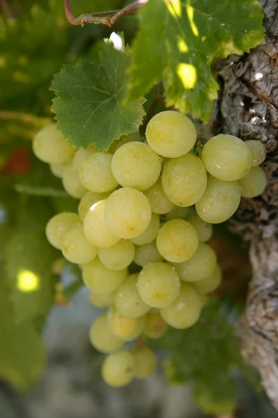 Delizioso frutto dell'uva giallo autunno — Foto Stock