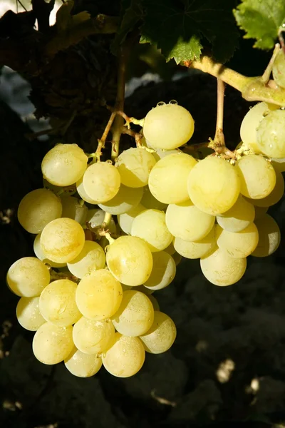 Köstliche gelbe Herbst-Traubenfrüchte — Stockfoto