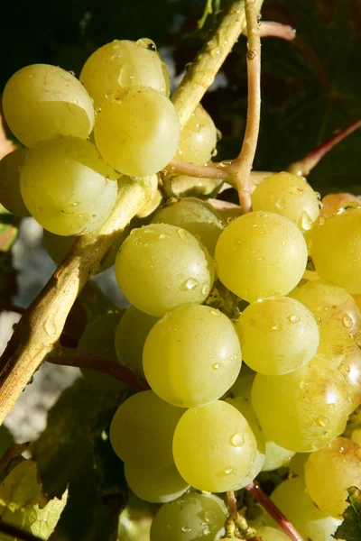 Finom sárga ősszel szőlő gyümölcs — Stock Fotó
