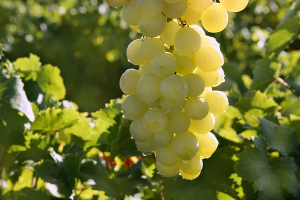 Heerlijke gele herfst druif vruchten — Stockfoto