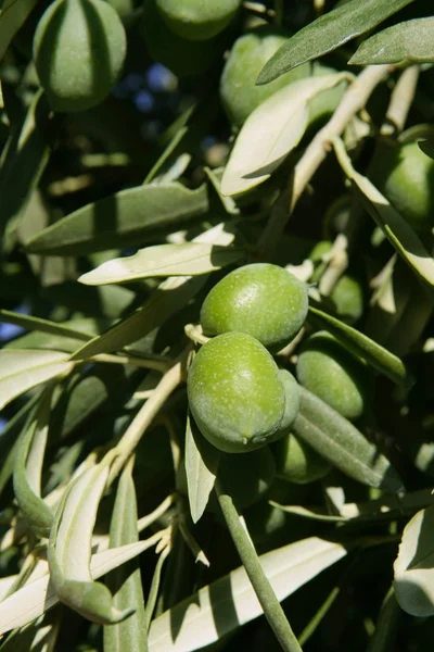 Zelený olivový strom s makro detail ovoce — Stock fotografie