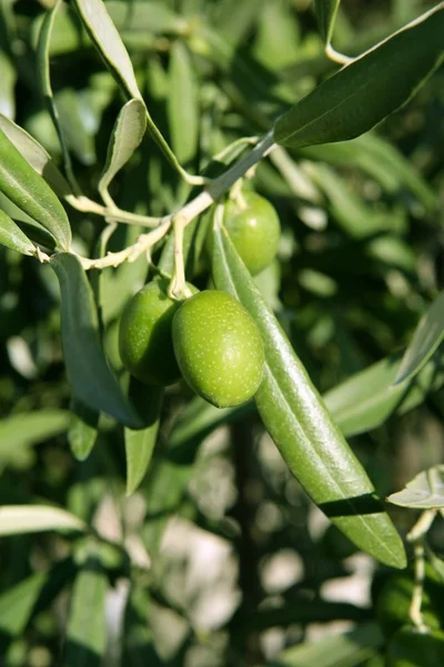 Green olive tree with macro closeup fruits — Stock Photo, Image