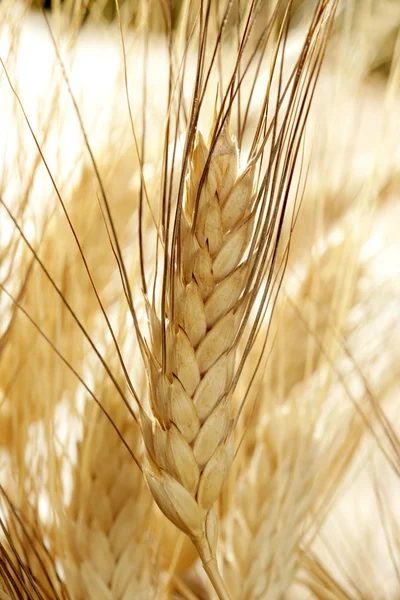 Cereali di grano dorato, natura morta — Foto Stock