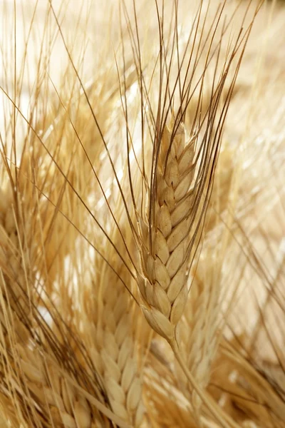 Zlaté pšeničné lupínky, Zátiší — Stock fotografie