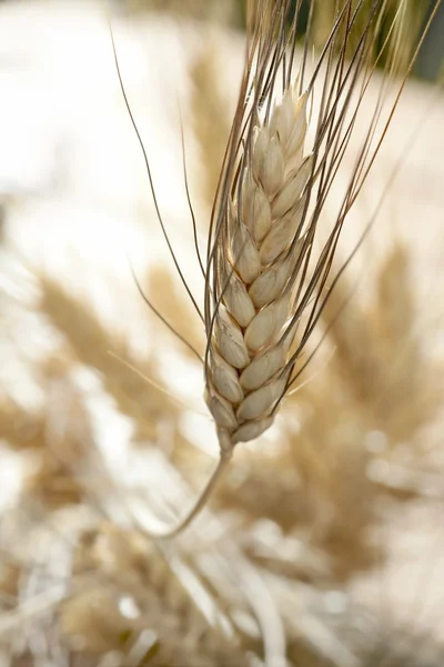 Zlaté pšeničné lupínky, Zátiší — Stock fotografie
