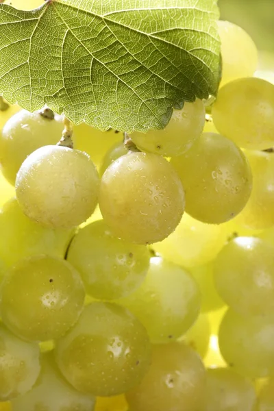Owoce pyszne żółty jesienią winogron — Zdjęcie stockowe