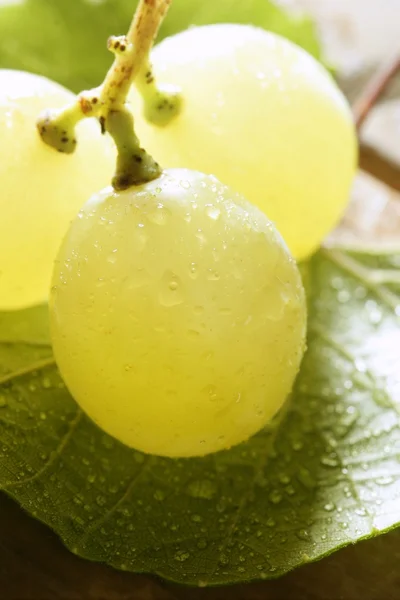 Krásné zelené grapefruit žlutá Makro — Stock fotografie
