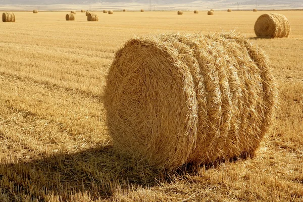 干草圆捆干的小麦谷物 — 图库照片