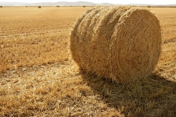 Круглый тюк сушеной пшеницы — стоковое фото
