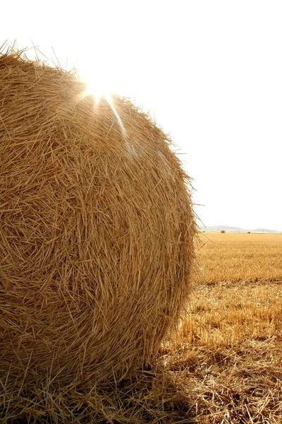 Saman balya kurutulmuş buğday tahıl yuvarlak — Stok fotoğraf