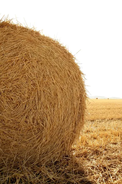 干し草乾燥小麦穀物のベールをラウンドします。 — ストック写真