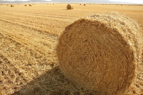 干草圆捆干的小麦谷物 — 图库照片