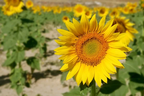 Sonnenblumenplantage lebendige gelbe Blumen — Stockfoto