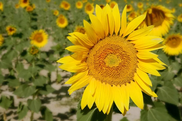 Sonnenblumenplantage lebendige gelbe Blumen — Stockfoto