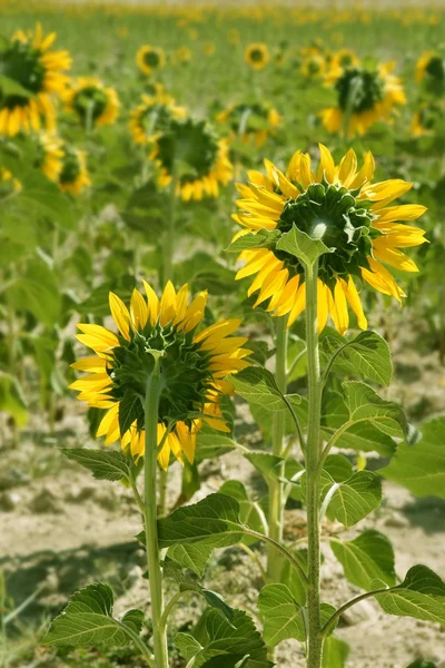 Sunflower plantation vibrant yellow flowers — Stock Photo, Image