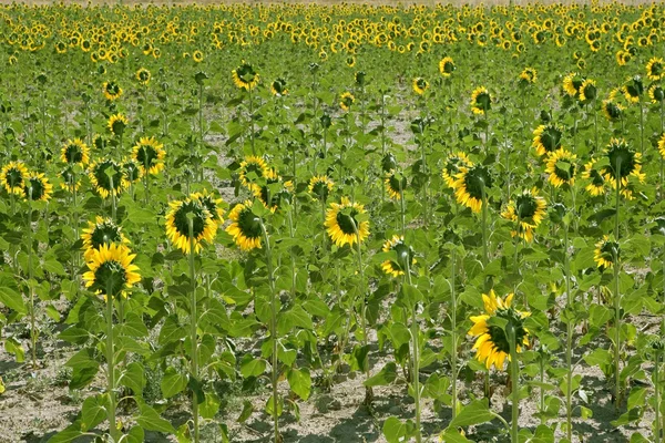 Plantação de girassol flores amarelas vibrantes — Fotografia de Stock