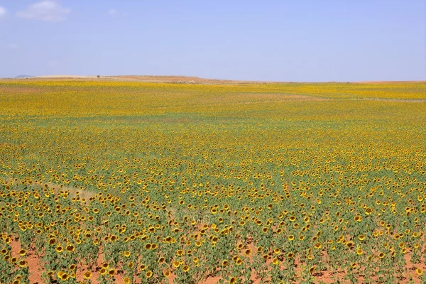 Wibrujący żółte kwiaty słonecznika plantacji — Zdjęcie stockowe