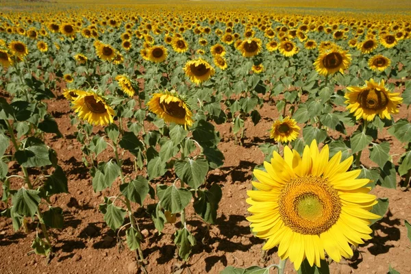 Napraforgó ültetvény élénk sárga virágok — Stock Fotó