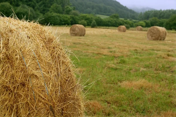 Feno fardo redondo de cereais de trigo secos — Fotografia de Stock