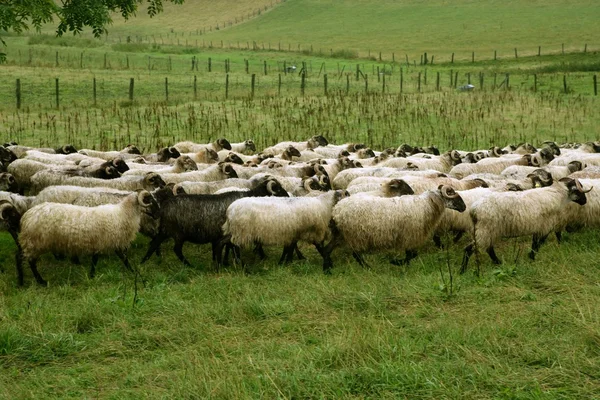 Prairie verte avec troupeau de moutons et de chèvres — Photo