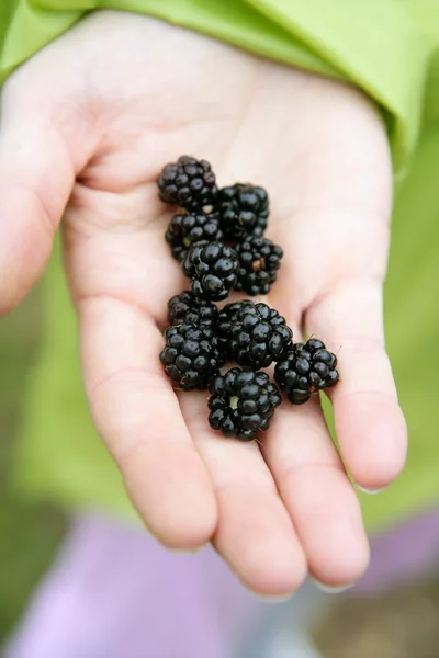 Stock image Blackberries on a woman hand in the forest