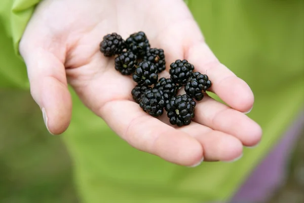 Blackberries on a woman hand in the forest — Stock Photo, Image