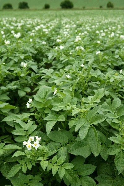 Grön potatis fält i blommor — Stockfoto